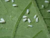 L’aleurode du tabac (Bemisia tabaci) est un petit insecte causant des ravages considérables aux cultures. © astrobirder, iNaturalist