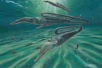 Diplomoceras maximum vivait il y a 68 millions d’années dans les eaux froides de l’Antarctique. ©&nbsp;New Scientist, Twitter