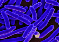 Le génome de la bactérie E. coli recréé de toutes pièces par synthèse chimique. © NIAID