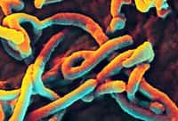 Le virus Ebola, à l’origine d’une terrible fièvre hémorragique. © NIAID