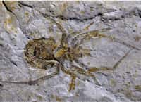 Ce fossile d’araignée décrit dans une revue scientifique en février 2019 s’est révélé être celui d’une écrevisse à laquelle on a rajouté des pattes. © Paul Selden, université du Kansas