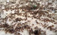 Les fourmis sont les championnes de la circulation efficace. © schizoform, Flickr
