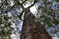 Le Karomia gigas est l’un des arbres les plus rares du monde : il n’en reste plus qu’une vingtaine d’exemplaires dans la nature. © GlobalTreesCampaign / Twitter