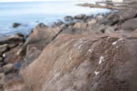 Le plasticroûte, une nouvelle roche formée par les déchets plastique s’étend sur le littoral à Madère. © Ignacio Gestoso
