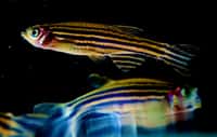 Le poisson-zèbre devient soudainement liquide lors de son développement embryonnaire. © NICHD NIH / Foter.com