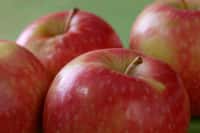Une pomme contient des millions de bactéries, mais c’est pour notre bien ! © APAL, Flickr