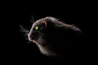 Des souris dotées de vision de nuit grâce à l’injection de nanoparticules dans les yeux. © C.D/Lightspruch, Fotolia
