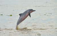 À l’instar du tuxuci ou sotalie de l’Amazone, tous les dauphins d’eau douce du monde sont aujourd’hui menacés. © Fernando Trujillo