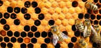 Les abeilles ont résisté aux fumées toxiques, à la chaleur et au manque de nourriture grâce aux ressources de la ruche comme la propolis. © peteri, Adobe Stock