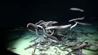 Plus d’une centaine d’anguilles ont été observées autour d’un appât au sommet d’un montagne sous-marine à 3.082 mètres de profondeur. © Deep Sea Fish Ecology Lab, Astrid Leitner and Jeff Drazen, Soest&nbsp;University of Hawaii Manoa, DeepCCZ expedition