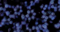 La molécule d'apoferritine vue à la cryo-microscopie électronique. © Paul Emsley