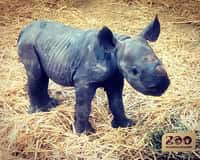 Le premier bébé rhinocéros noir de France est né le 6 décembre dernier au zoo du Bassin d’Arcachon. © Zoo du Bassin d’Arcachon, Instagram