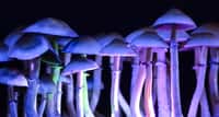 Surtout ne jamais s’injecter des champignons hallucinogènes ! © Martina, Adobe Stock