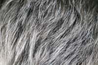 Un stress passager peut dépigmenter provisoirement les cheveux. © Siniehina, Adobe Stock