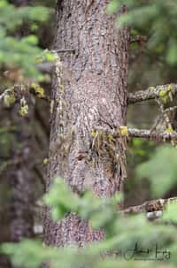 La chouette lapone est la plus grande chouette connue... elle est pourtant difficile à repérer sur sa branche ! © Alan Murphy, Facebook