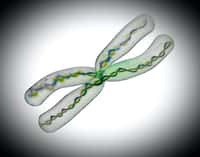 Le chromosome X a été entièrement séquencé. © Giovanni Cancemi, Adobe Stock