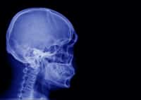 Une technique d'imagerie a permis de révéler un organe précédemment inconnu dans le crâne. © Choo, Adobe Stock
