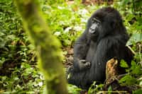 Quatre gorilles des montagnes ont été foudroyés dans le parc national de Mgahinga en Ouganda. © Joseph King, Flickr