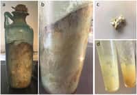 L’huile d’olive est restée figée dans sa bouteille en verre pendant près de 2.000&nbsp;ans. ©&nbsp;Raffaele Sacchi et al, Science of Food, 2020