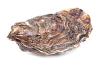 Une huître de 2,2 kg a été découverte dans le Finistère par un ostréiculteur. © valeriy555, Adobe Stock