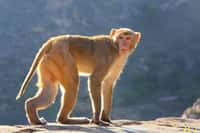 Un chercheur chinois est décédé du virus herpès B, un virus répandu chez&nbsp;le&nbsp;macaque, mortel dans 80 % des cas chez l’Homme. © donyanedomam, Adobe Stock