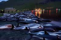 Près de 1.500 dauphins à flancs blancs ont été massacrés aux îles Féroé. © Sea Shepherd