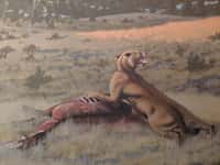 Représentation artistique d'un Machairodus lahayishupup mangeant un Hemiauchenia, un parent du chameau. L'image fait partie d'une peinture murale de la formation Rattlesnake dans le centre de l'Oregon, où des fossiles de l'espèce nouvellement identifiée ont été trouvés. La fresque est exposée au John Day Fossil Beds National Monument. © Roger Witter