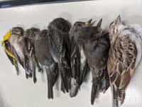 Des centaines de milliers d'oiseaux morts, fauchés par la chaleur et la fumée aux États-unis. © Allison Salas, Twitter 