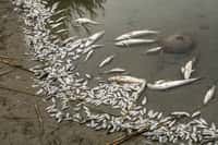 Trois tonnes de poissons sont morts dans l’Aisne en raison d’un manque d’oxygène, possiblement lié à un débordement de boues d’épuration. © vladimirnikolic, Adobe Stock