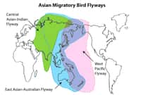 Les routes migratoires d’Asie centrale, avec en bleu la East Asian-Australasian Flyway. © US Fish and Wildlife Service, domaine public