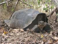 Les tortues hybrides ont été trouvées sur les îles de l'archipel des Galápagos rendu célèbre grâce aux pinsons de Charles Darwin. &copy; Université Yale