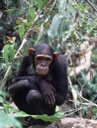Chimpanzé dans son habitat naturel. Source : Help Congo