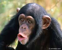 Physiquement et génétiquement, le chimpanzé est l'animal le plus proche de l'Homme. Cette espèce ne se trouve qu'en Afrique équatoriale, sa répartition géographique s'étend de la Sierra Leone au lac Victoria. © www.primates.com
