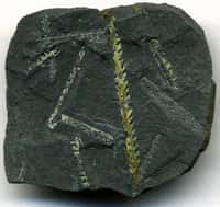 Climacograptus wilsoni, des graptolites fossilisés dans un schiste noir. Les graptolites étaient des animaux marins vivant en colonies. Quelques espèces existent encore aujourd'hui, alors que l'on croyait ce groupe éteint. Crédit : James St. John