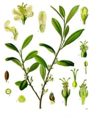 Plant de coca (Erythroxylum coca). Source Commons