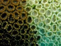 Favia pallida, un anthozoaire connu dans l'océan Indien et dans le Pacifique sud, subissant un phénomène de blanchiment (les algues symbiotiques meurent ou sont expulsées, ce qui conduit à la mort du corail). © N. Hobgood CC by-sa
