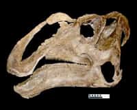 Un crâne épais, d’environ un mètre de longueur et doté d’une impressionnante extension osseuse qui portait un bec corné : c’est le gryposaure. © Utah Museum of Natural History