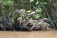 Un alligator américain (Alligator mississippiensis) s'est installé sur une grosse branche dans le delta de la Pearl River, dans le Mississippi. Ce comportement a été observé de nombreuses fois chez plusieurs espèces mais de manière occasionnelle. Il vient d'être analysé par une équipe de zoologistes. © Kristine Gingras, DR