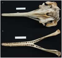 Une mâchoire d'Inia araguaiaensis. Le nombre de dents, plus faible, et la forme de certaines d'entre elles, ainsi qu'un crâne plus large, différencient cette espèce des deux autres dauphins d'eau d'Amérique du Sud. © Tomas Hrbek et al.