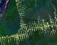 Le grignotage de la forêt amazonienne, ici vu par un satellite de la Nasa, commence à se réduire. © Nasa