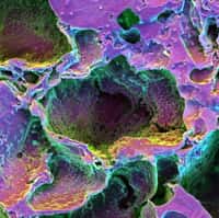 Microscopie à balayage électronique colorée présentant la structure des cellules de dents en cours de régénération. La composition de ce nouvel ivoire est d’une ressemblance frappante avec l’originel. Seule son organisation morphologique diffère légèrement. © P. Arany et al.