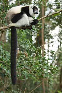 Maki vari noir et blanc (Varecia variegata), un lémurien malgache menacé, comme d'autres, par la destruction des forêts où il vit. Crédit : CI/Sterling Zumbrunn