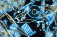Les diatomées sont des microalgues vivant en milieux aqueux et possédant un squelette siliceux. Plus de 100.000 espèces sont répertoriées. Les formes pélagiques constituent la majeure partie du phytoplancton. Certaines d'entre elles sont capables de produire des substances bactéricides, des antibiotiques ou même des toxines pour l'Homme. © NOAA, DP