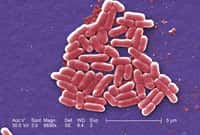 La célèbre&nbsp;bactérie Escherichia coli&nbsp;est l'une des espèces constituant notre flore intestinale.&nbsp;À quel point l'utilisation d'antibiotiques modifie-t-elle leurs populations dans les entrailles humaines ?&nbsp;© J. Carr, CDC, DP