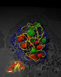 La protéine virale E4-ORF3 s'assemble toute seule dans le noyau des cellules de façon indéterminée pour former un réseau tridimensionnel (en jaune) qui piège des facteurs de transcription suppresseurs de tumeurs. Les virus nous livrent peu à peu leurs secrets... mais ils en gardent encore quelques-uns. © Salk Institute fot Biological Studies