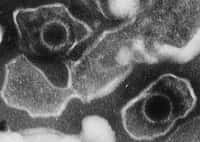 Le virus Epstein-Barr, dont deux particules virales sont visibles sur cette image prise au microscope électronique, serait impliqué dans le syndrome DRESS. © Wikimedia Commons