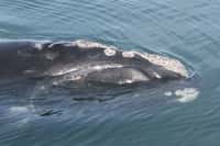Des spécialistes présents sur le navire Endeavor ont pu identifier visuellement quatre des neuf baleines détectées par les gliders. Il s'agissait de trois mâles (deux sont nés en 2006 et un en 2004) et d'une femelle qui a vu le jour en 2008. Les baleines Eubalaena glacialis aiment passer la fin de l'automne et le début de l'hiver dans le golfe du Maine. © My FWC Research, Flickr, cc by nc nd 2.0