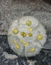 Des fossiles vieux de 570 millions d'années ont été étudiés grâce à une technique de tomographie donnant des images en trois dimensions. Chaque structure jaune (d'environ 1 mm  de diamètre) correspond à un amas de cellules en cours de division et qui pourrait être à la base de l'histoire évolutive des animaux métazoaires. © University of Bristol