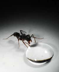 Chez les fourmis, ici une Rhytidoponera sp., des ouvrières spécialisées, les fourrageuses, doivent trouver la nourriture pour le reste de la colonie. © Gabriel Miller