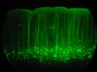 La GFP (green fluorescent protein) est souvent utilisée en recherche médicale. Cette image représente une coupe de cortex de souris dont les cellules ont été marquées par cette protéine fluorescente. La GFP provient de la méduse Aeqoria victoria. © Robert Cudmore, Wikimedia Commons, cc by sa 2.0